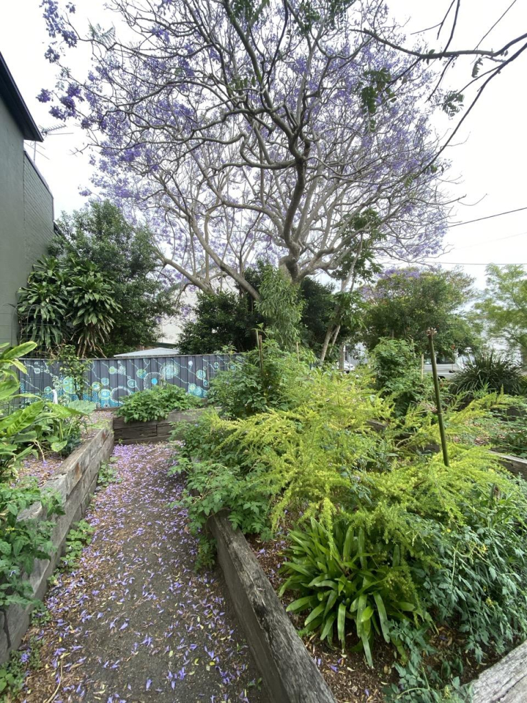 Photo of the community garden: a big purple jacaranda has dropped lots of petals on the path between raised beds filled with plants growing enthusiastically.