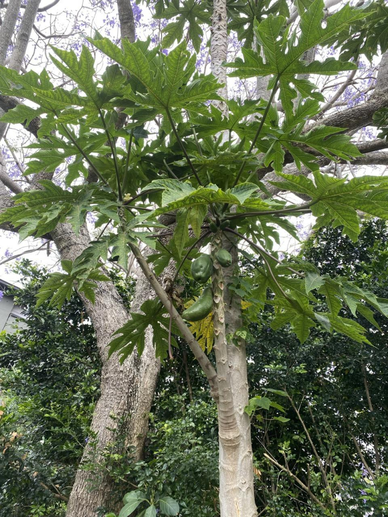 Photo looking up at a tall pawpaw/papaya plant with at least 3 visible green fruit (large cucumber sized).