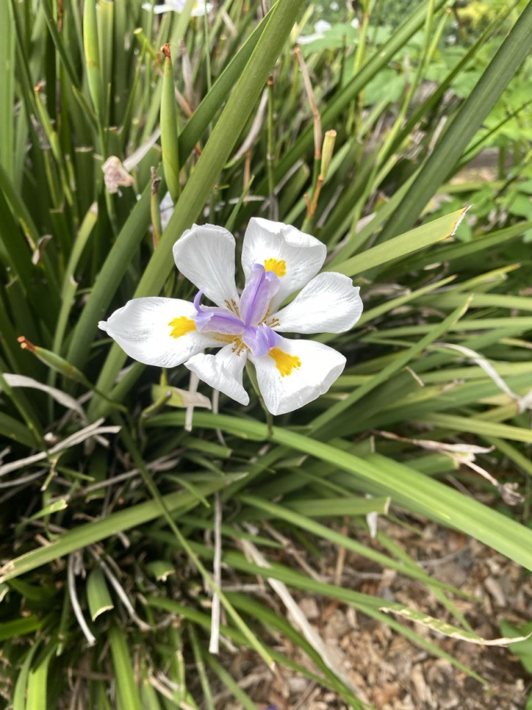 Photo of a fairy iris blooming against its long thick grassy base. The six large outer petals are white with yellow accents. The inner three petals are light purple.