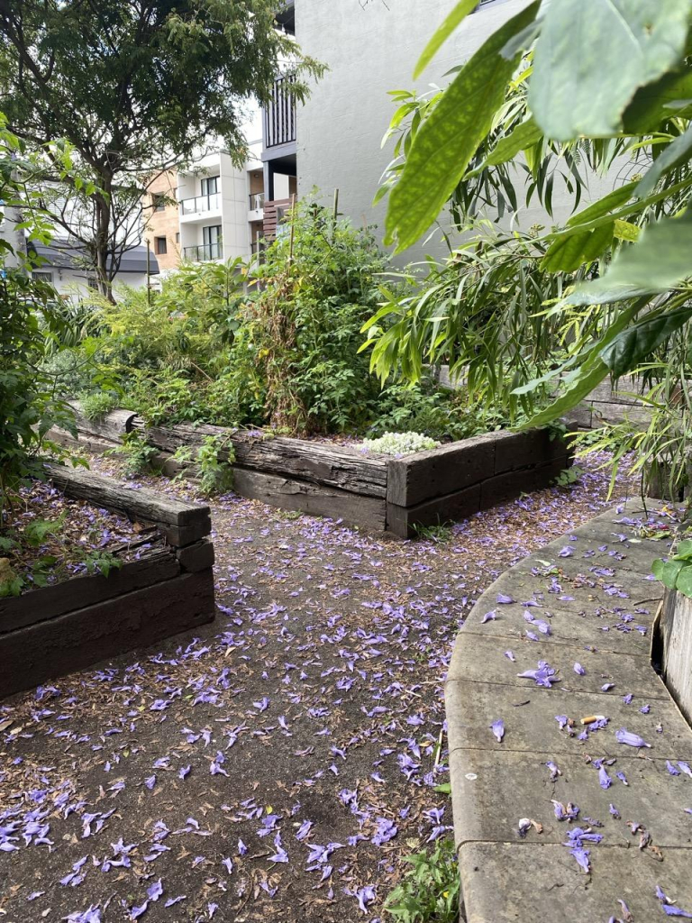 Photo of a y-shaped pathway between raised garden beds with a paved bench curving round on the right side. Path and bench are strewn with purple jacaranda petals. 