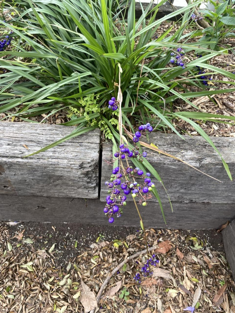 Photo of clusters of intensely purple berries (and a few green) on a long stem emerging from a thick clump of longish grass. Probably flax lily (which has edible berries) but not my garden so wouldn't bet my life on it.