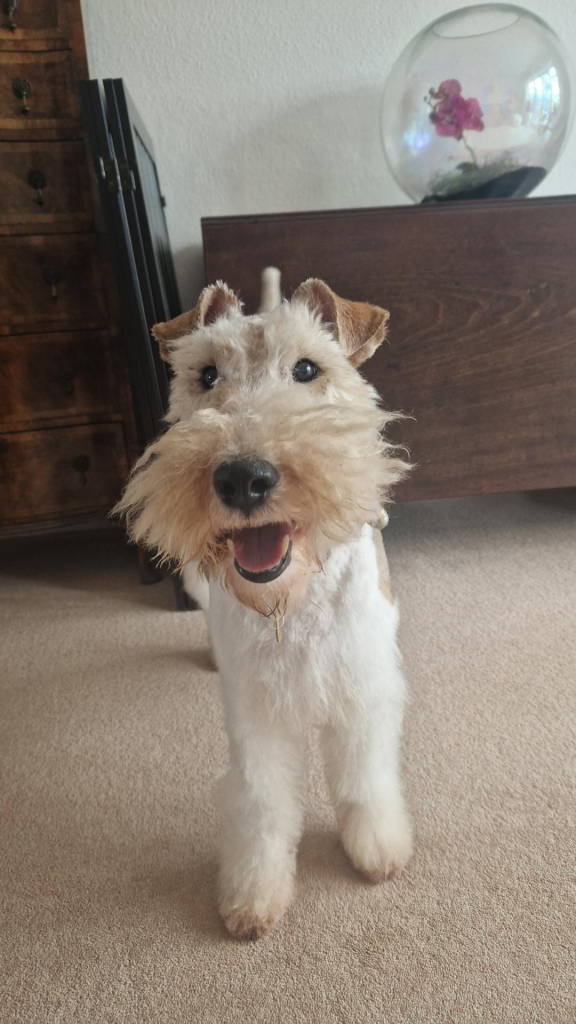 Smiling fox terrier fresh from the groomer. It's an old photo, he's scruffy AF at the moment 😁