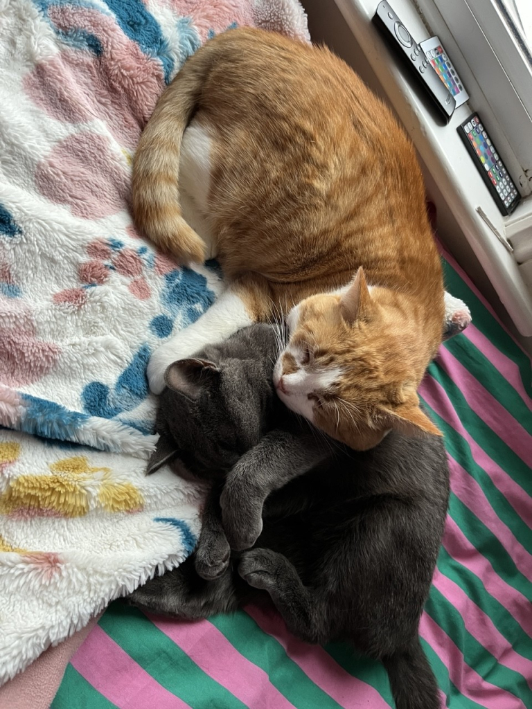 A grey cat and and ginger cat asleep on a bed. The ginger one is resting his head on the grey one. 