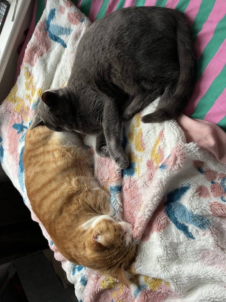 A grey cat and and ginger cat asleep on a bed. The grey one is resting his head on the ginger one. 