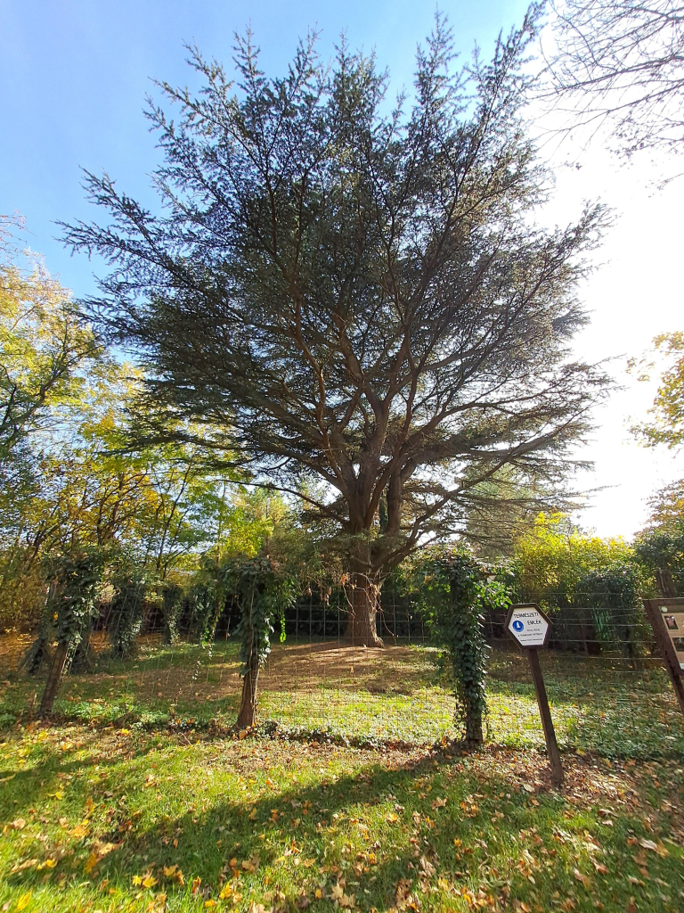 Photo of a tall cedar tree surrounded by a chain link fence covered in ivy. The sun peeks through the branches. There is fall foliage in the background and a clear blue sky. The tree has a wide canopy.