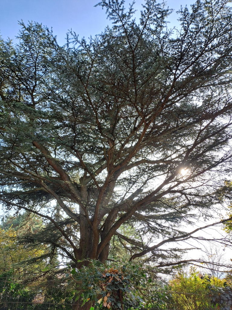 Close up of the tree's dark green canopy with the sun peeking through. 