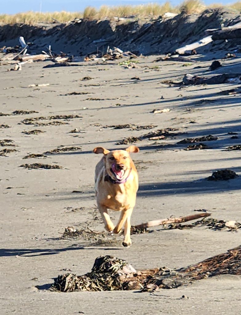 Golden Labrador retriever running on a sandy beach with driftwood and clumps of seaweed scattered about.