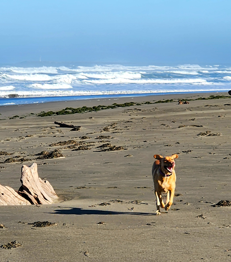 Golden Labrador retriever running on a sandy beach with driftwood and clumps of seaweed scattered about. You can see the Pacific Ocean surf behind her.