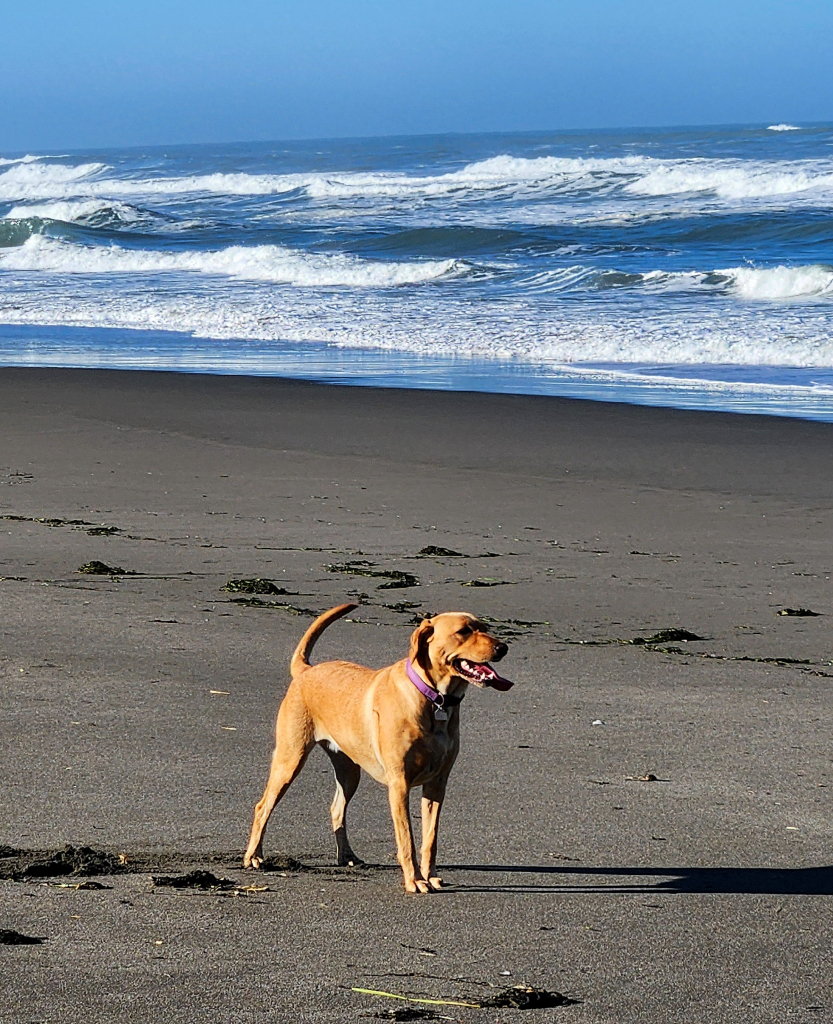 Golden Labrador retriever standing on a sandy Pacific Coast beach with the surfline behind her.