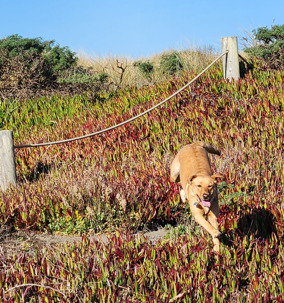 Golden Labrador retriever running through a patch of ice plant on a beach trail. There is a rope and post trail border behind her.