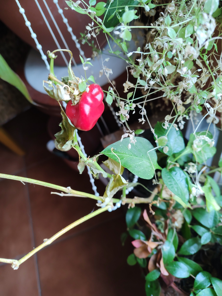 A photo of a mini red pepper (or maybe a chilli) growing in a pot surrounded by bright green leaves and stems.