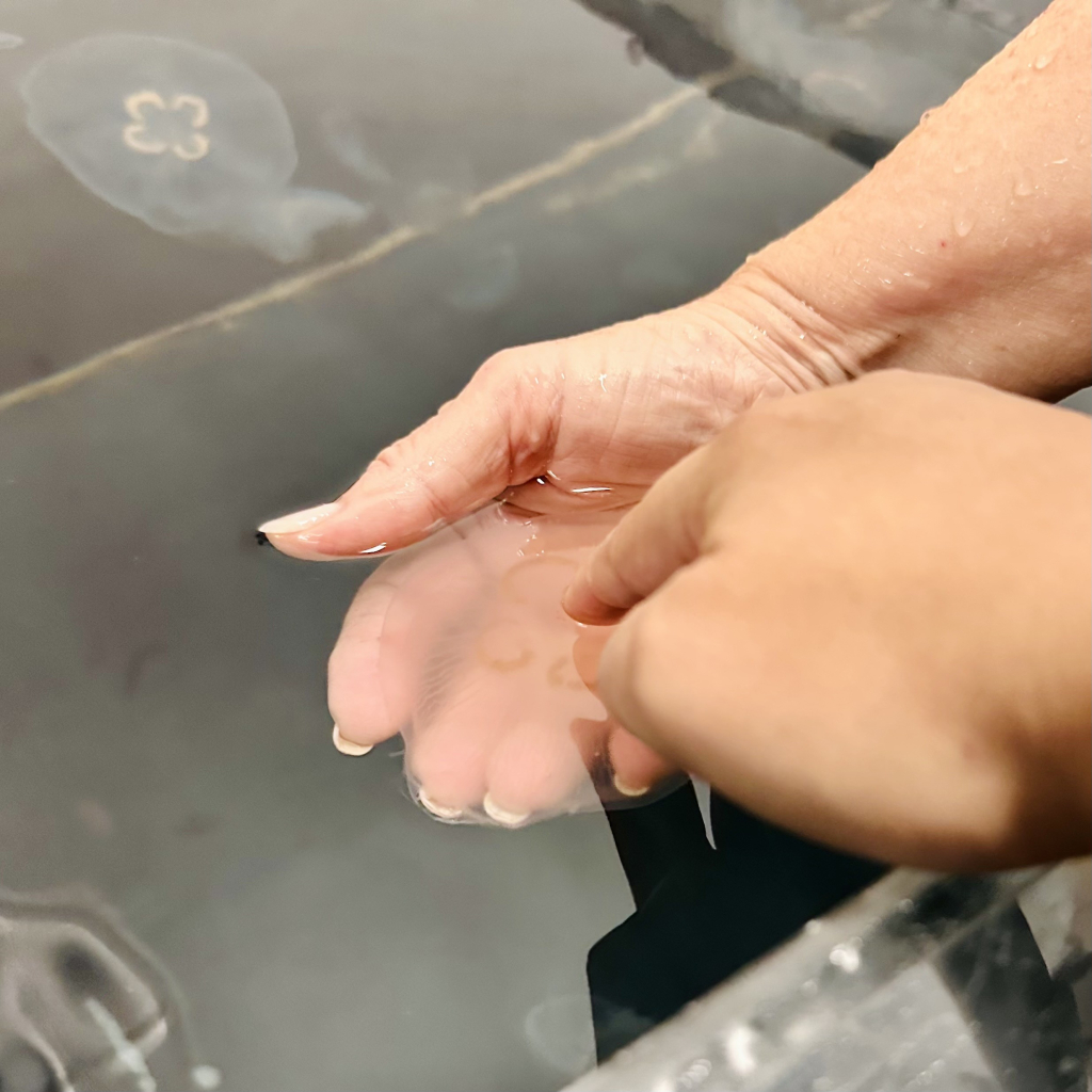 A photo of a person squishing a moon jelly 