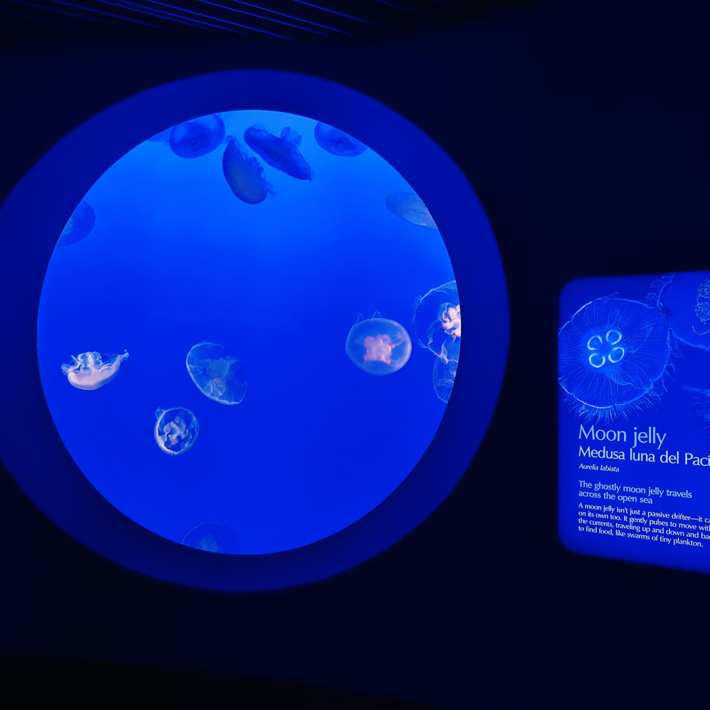 A photo of moon jellies in a circular tank 