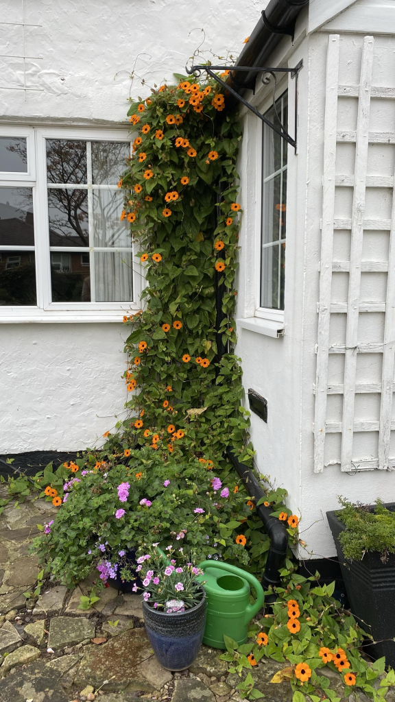 A corner of a garden with a lazy Susan growing up with bright orange flowers.