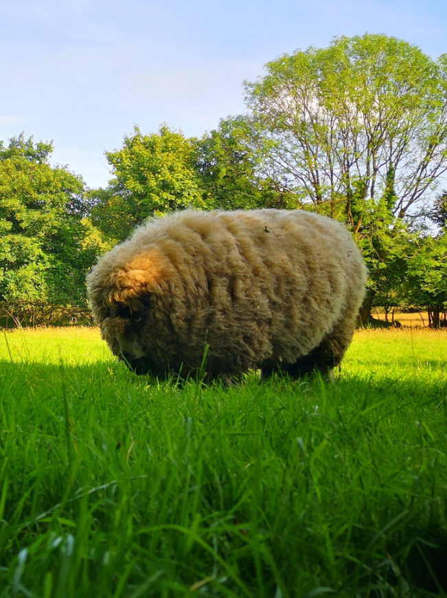 A ridiculously fluffy sheep on a lovely Spring day.