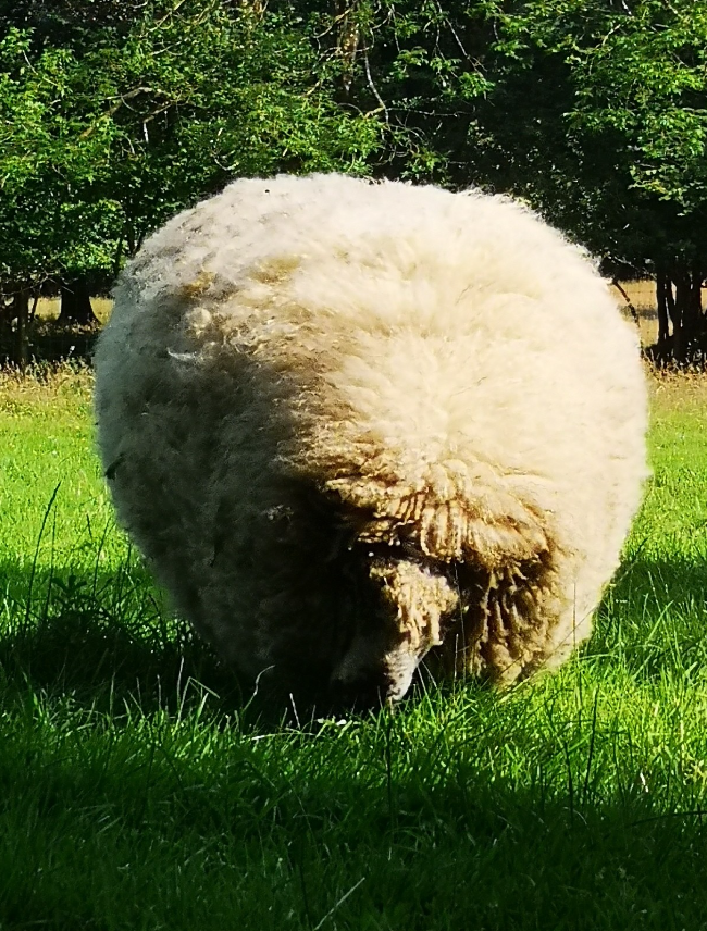 A frankly absurdly fluffy sheep on a lovely Spring day.