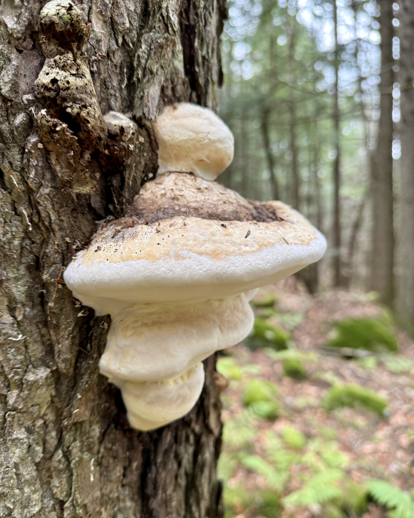 Multi-tiered shelf fungus on side of tree, bottom white, tops light brown 