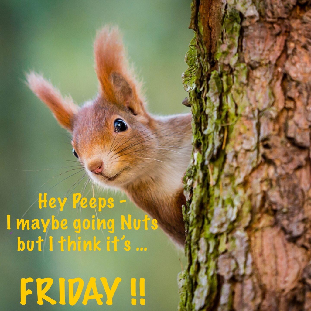 Picture a red squirrel peeking around the left hand side of a pine tree trunk.
The caption reads: “Hey Peeps - I maybe going Nuts but I think its .. Friday !”
F