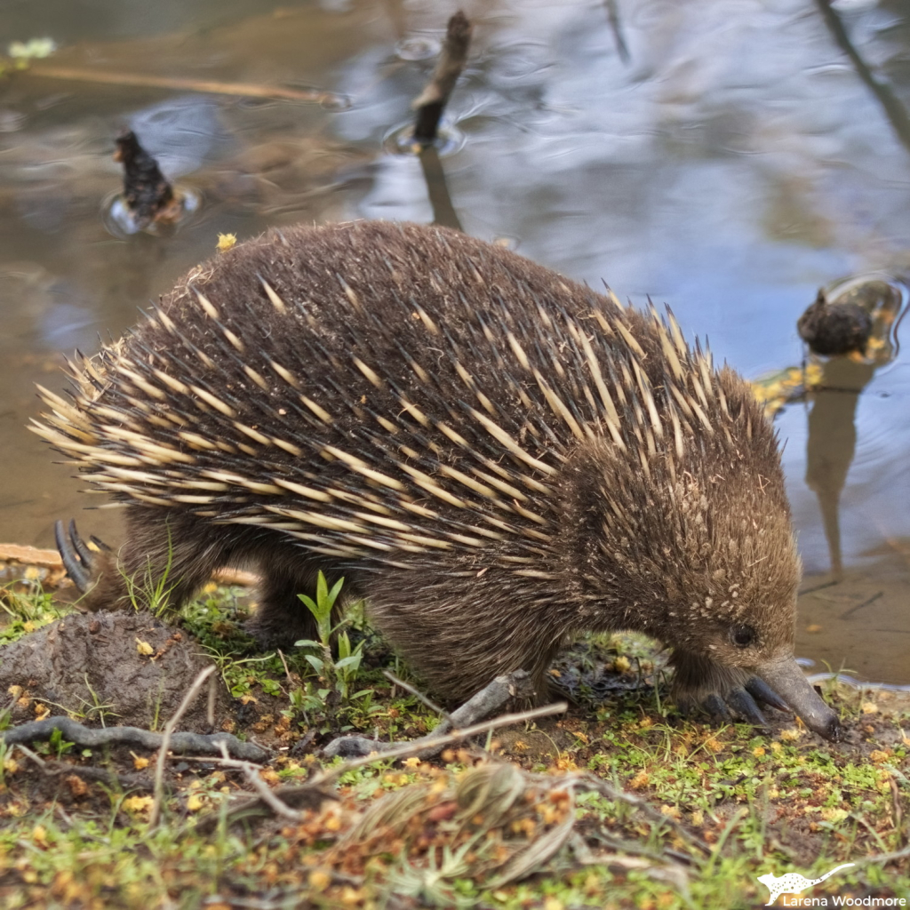 Photo of an echidna with its head down, searching for ants, while walking from left to right in front of a pond. Its black-tipped cream spines poke through in coarse brown fur. It has a very small dark eye and long nose that is wet at the end. Long claws protrude from its backward-facing back feet.