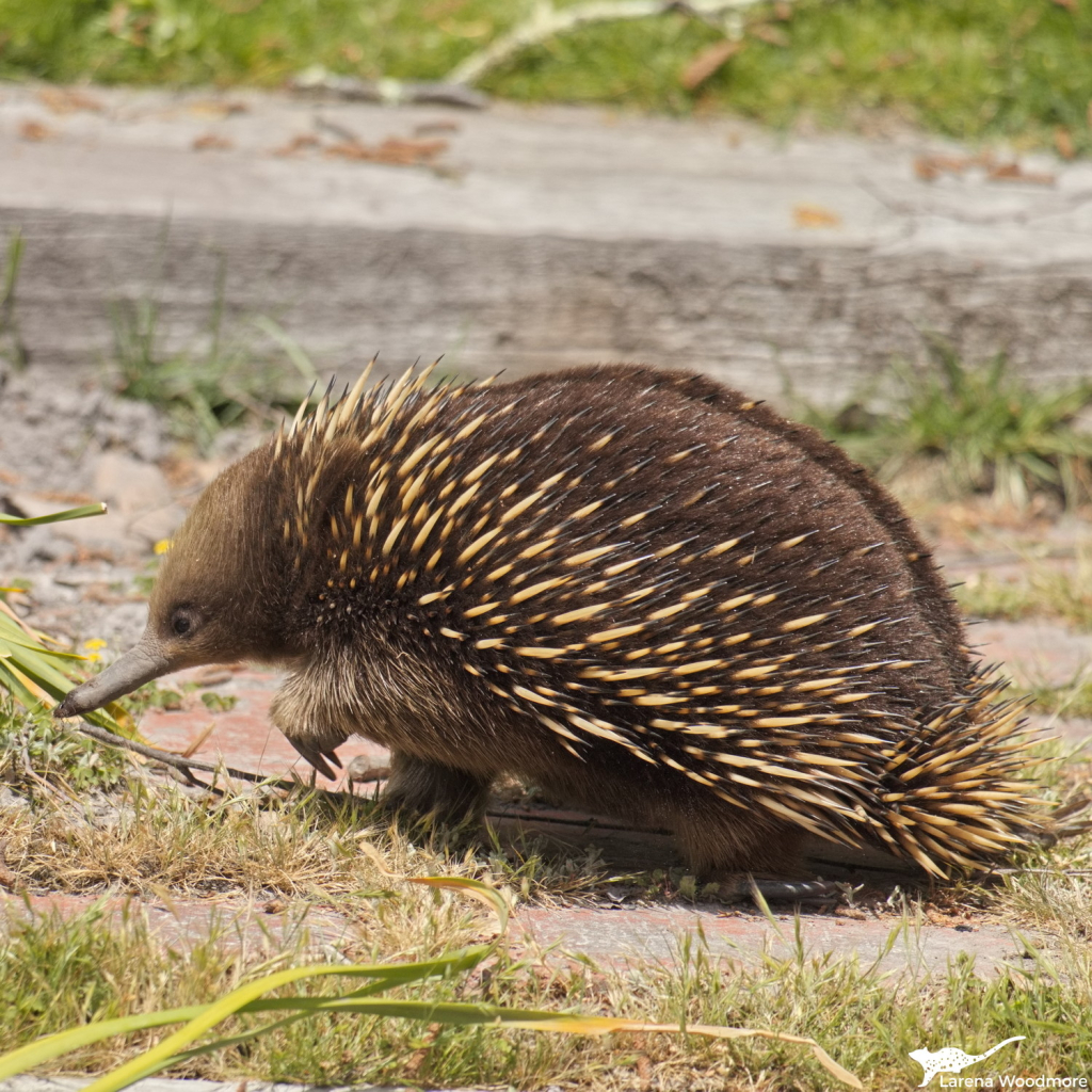 Photo of an echidna walking from right to left on grassy paving outside my kitchen. One front leg is up showing long fingernails, although not as long as the back claws shown in the other photo. This ones beak is held up as it isn't looking for food and is on its way somewhere.