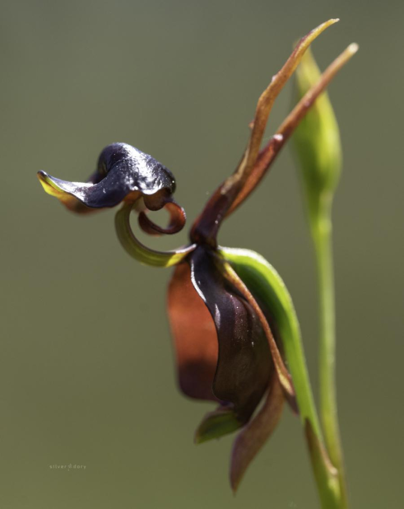 Large duck orchid (Caleana major) north of Mallacoota VIC - spring 2024