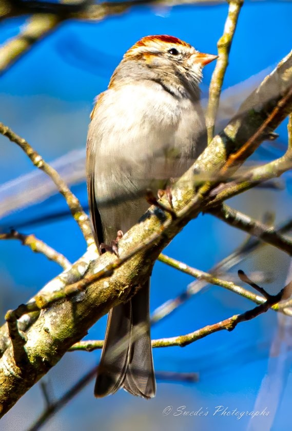 "The image shows a sparrow perched on a tree branch. The bird has a light brown and white plumage with a distinctive reddish-brown streak on its head. The background is a clear blue sky, and the branches of the tree are visible around the bird. The bird appears to be calmly resting on the branch, and the photograph captures the details of its feathers and the texture of the tree bark. The image is interesting because it highlights the natural beauty of the bird and its surroundings, showcasing a moment of tranquility in nature. The photograph is signed with "© Swede's Photographs" in the bottom right corner." - Copilot