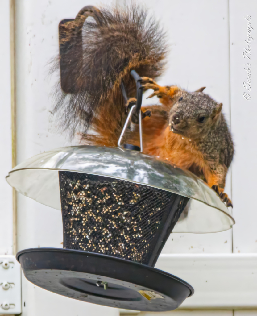 "The image shows a squirrel raiding a bird feeder. The squirrel is perched on top of the bird feeder, which is filled with seeds. It's gripping the metal hanger of the feeder with its front paws and appears to be eating or trying to access the seeds inside. The bird feeder is a cylindrical mesh container with a metal lid and base. The background is a white wall, and there is a watermark on the right side of the image that reads "© Swede's Photographs."

This image captures a common but amusing scenario where a squirrel, known for its agility and resourcefulness, is accessing food meant for birds. It highlights the adaptability and cleverness of squirrels in finding food sources." - Copilot