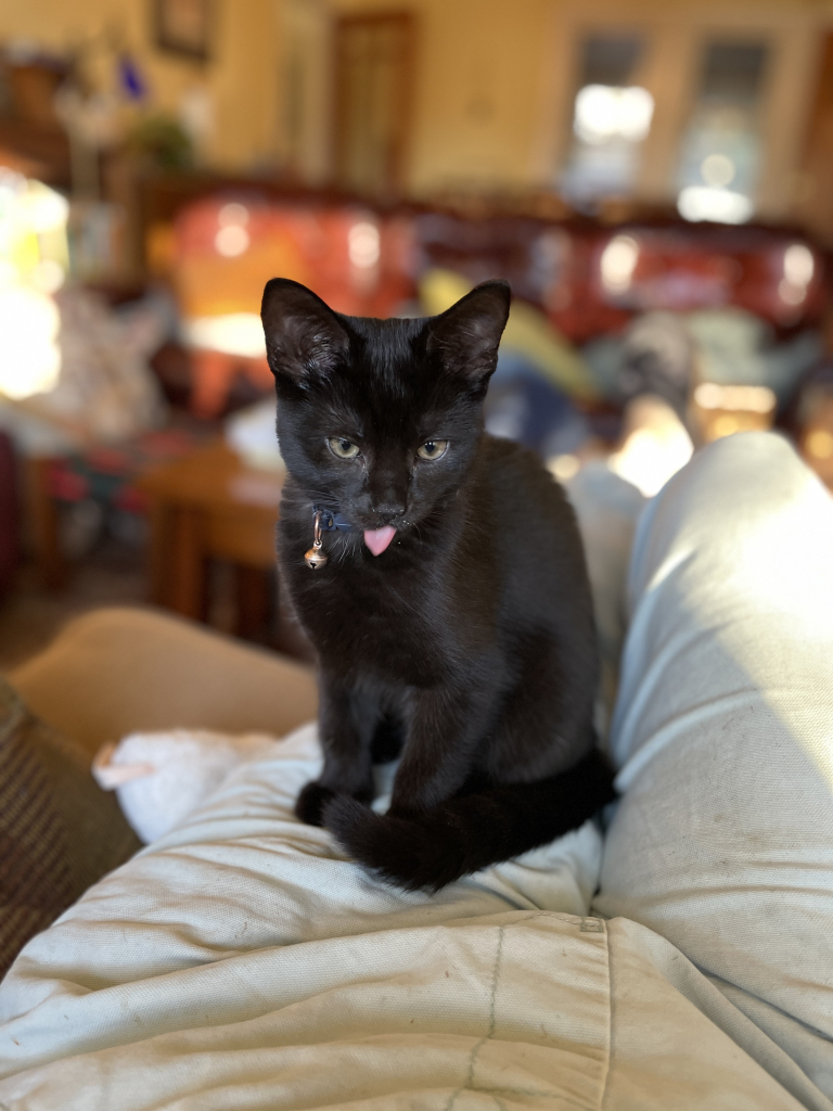 A black kitten sits on a person's lap, sticking out its tongue. The background features a cozy living room with soft furniture and warm lighting.