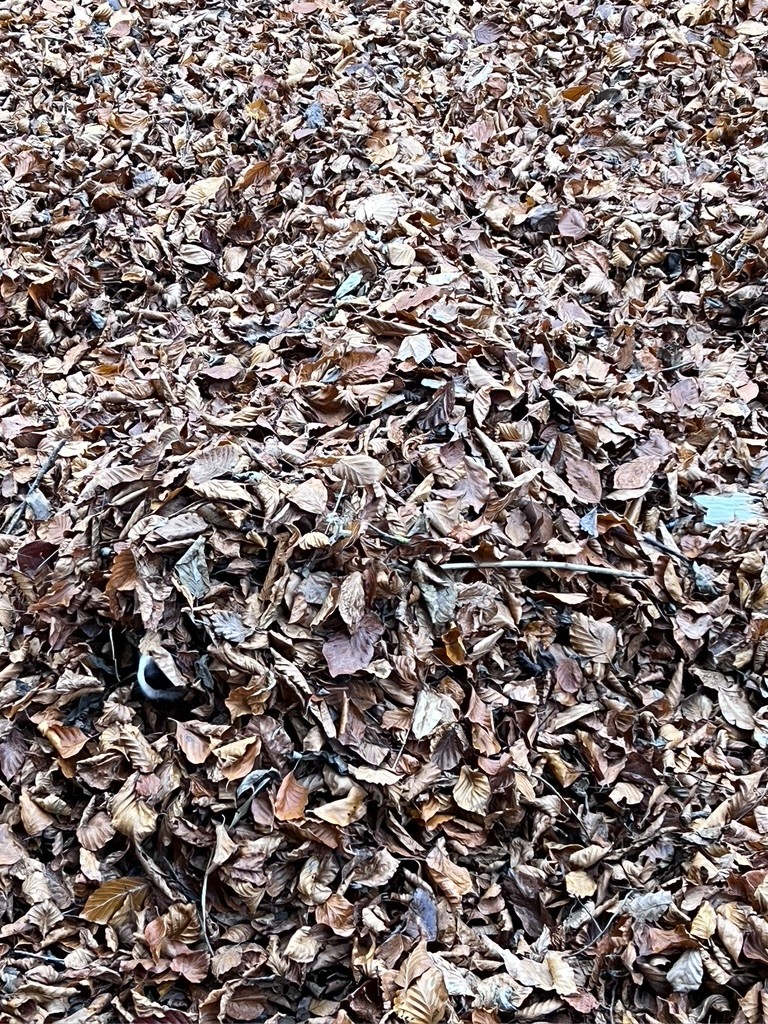 Spot the collie - a Border Collie underachiever’s lot of leaves