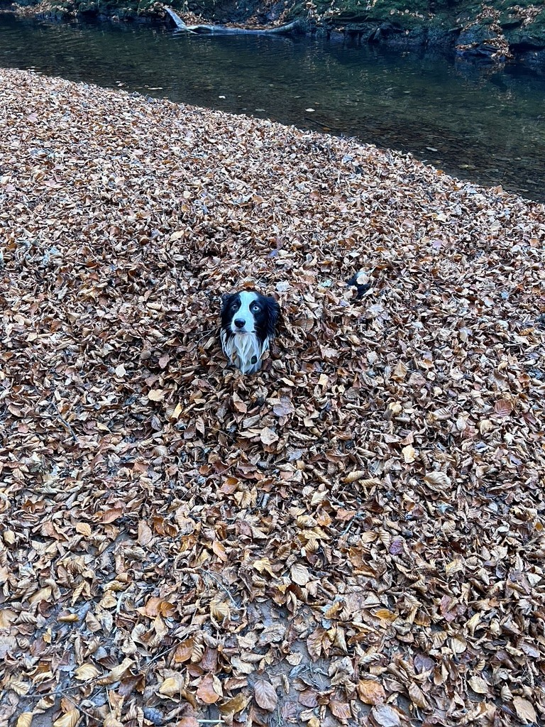 The Collie emerges - to find out who has his ball…