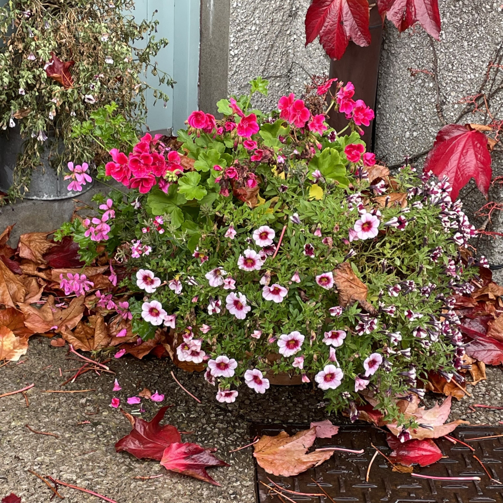 Big overgrown pavement-side pot of pink daisies (?) and some deep pink geraniums amongst autumnal red and brown fallen leaves .