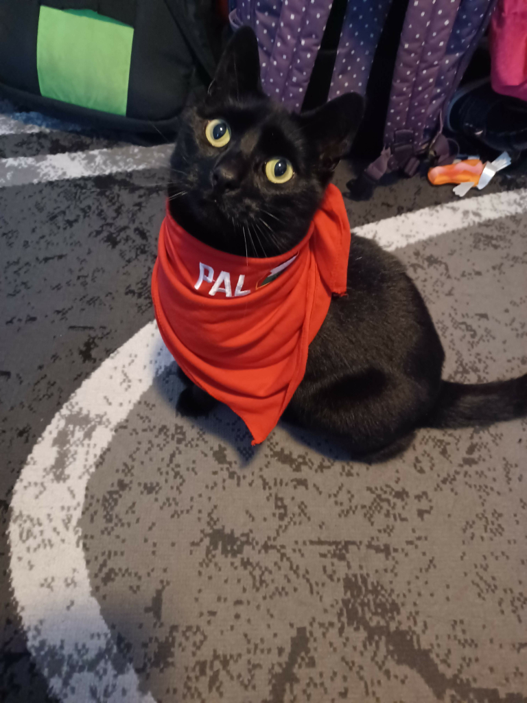 Black cat wearing a red bandana with a Palestinian flag and the letters PAL embroided on it.