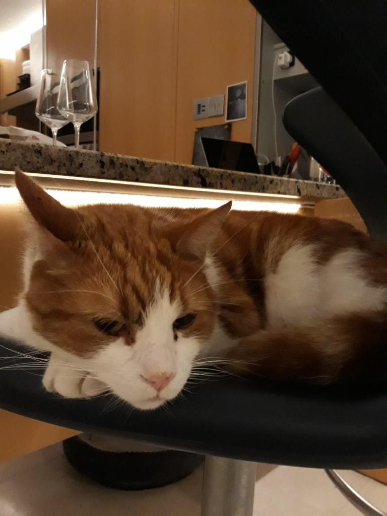 An orange a white cat curled up on a computer chair