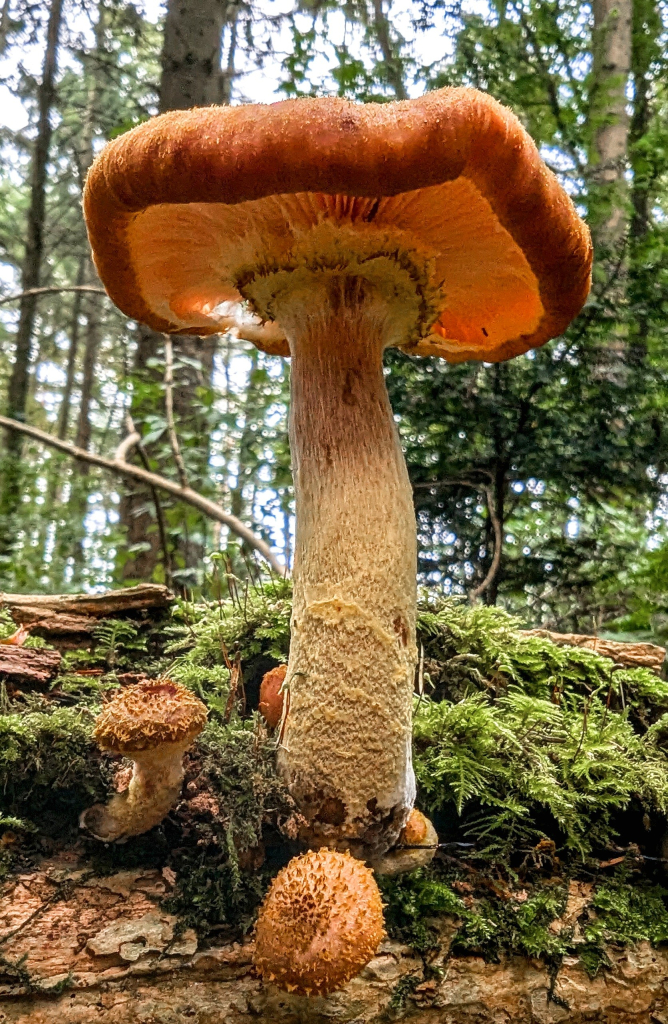 A giant fungi in our woods yesterday .
Can you imagine the size of the pixies and fairies et all...

Image shows a huge mushroom in the woods, shot from very low down to give the impression of a massive structure