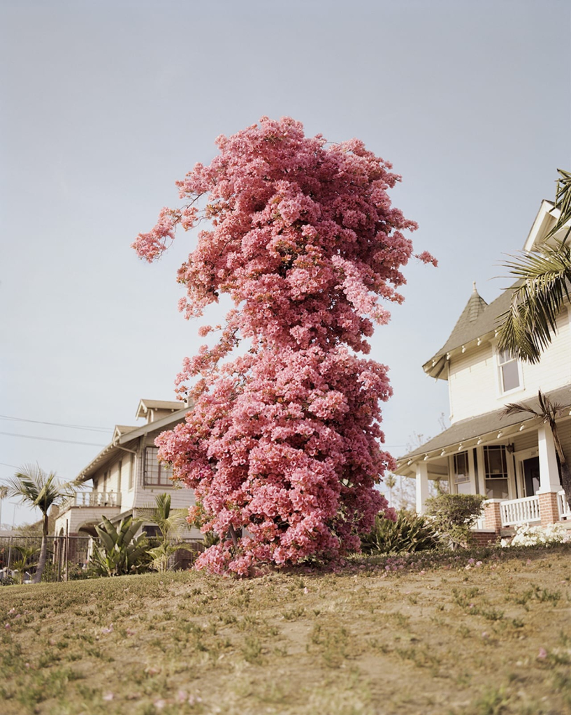 Vertical photo of a large, tall tree with full pink blossoms, in a sparse yard with some houses and palm trees behind it, against a clear sky