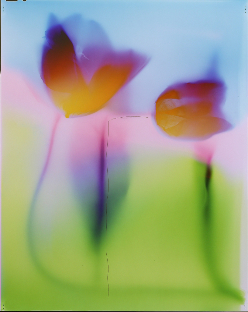 Semi-abstract photo of a bright green field with blurry impressions of tulips in orange and purple hues