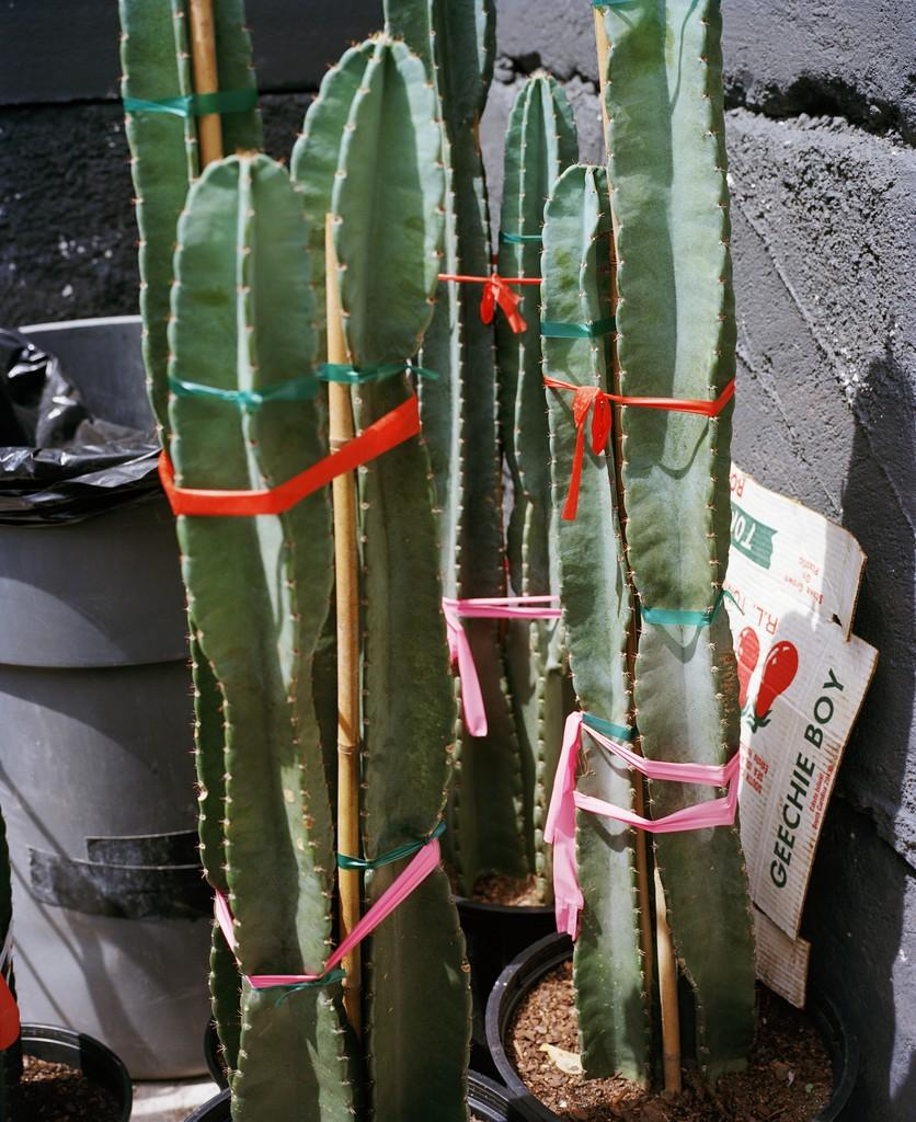 Photo of a close-up of cacti tied together with red and pink ribbons, against a concrete wall with a garbage can in the background