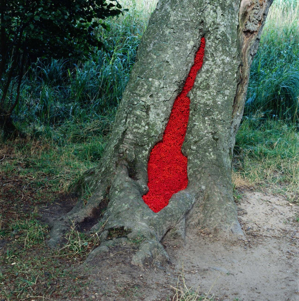 A leaning tree trunk with a large crack in its bark filled with deep red berries