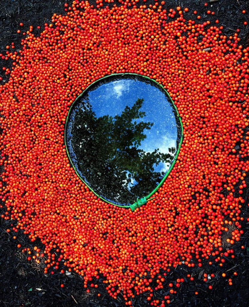 A reflective puddle of water framed into an oval by a long curved green stem, surrounded by bright red-orange berries spilling out all around it