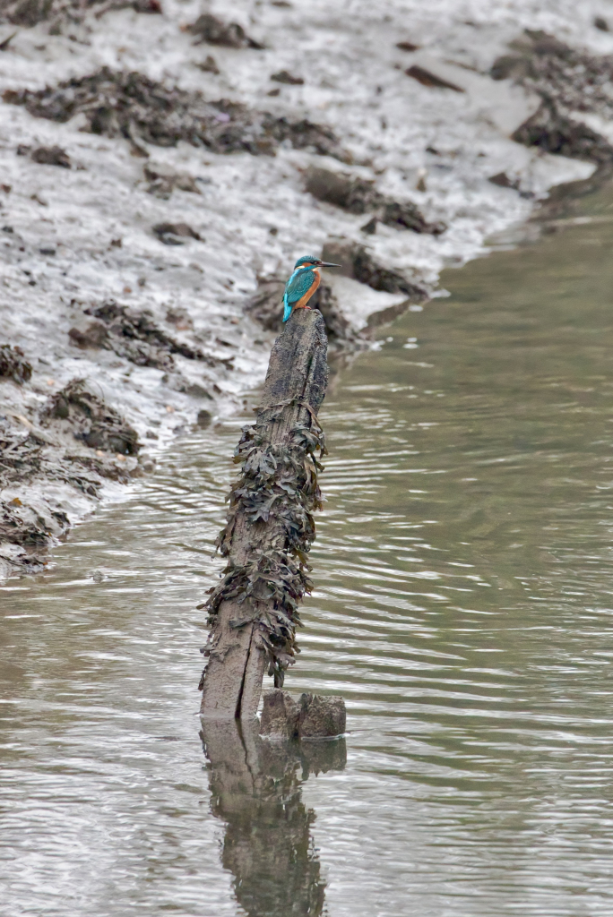 Kingfisher