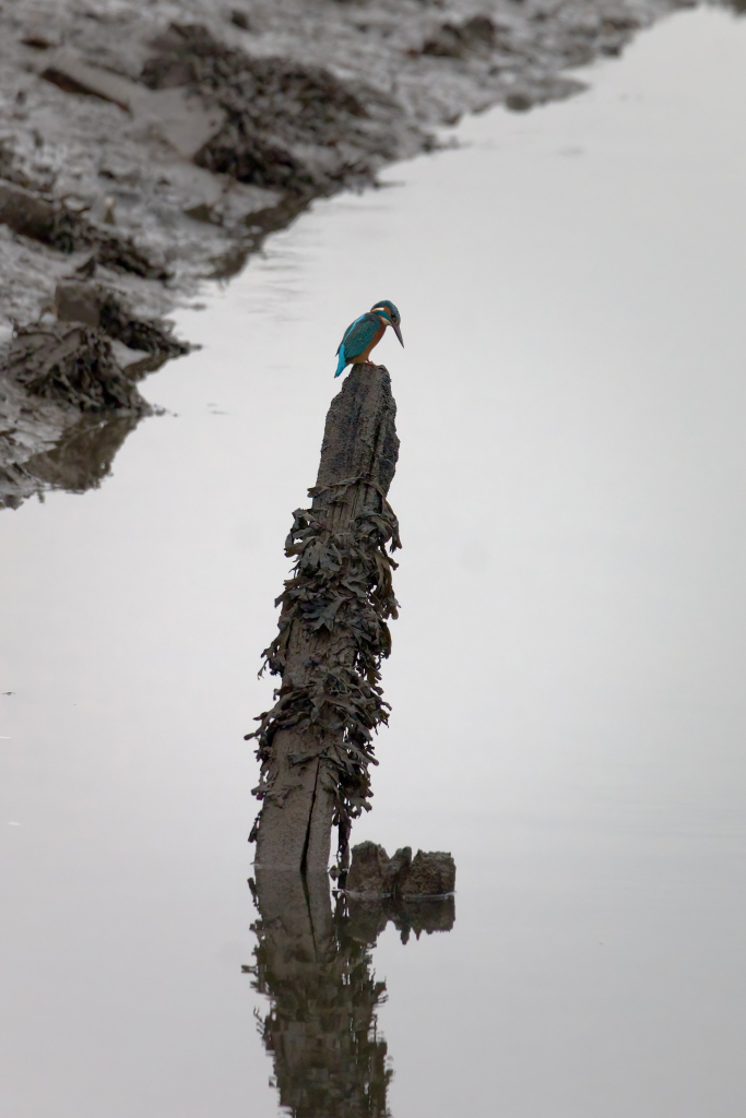 Kingfisher