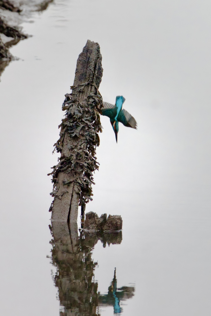 Kingfisher diving