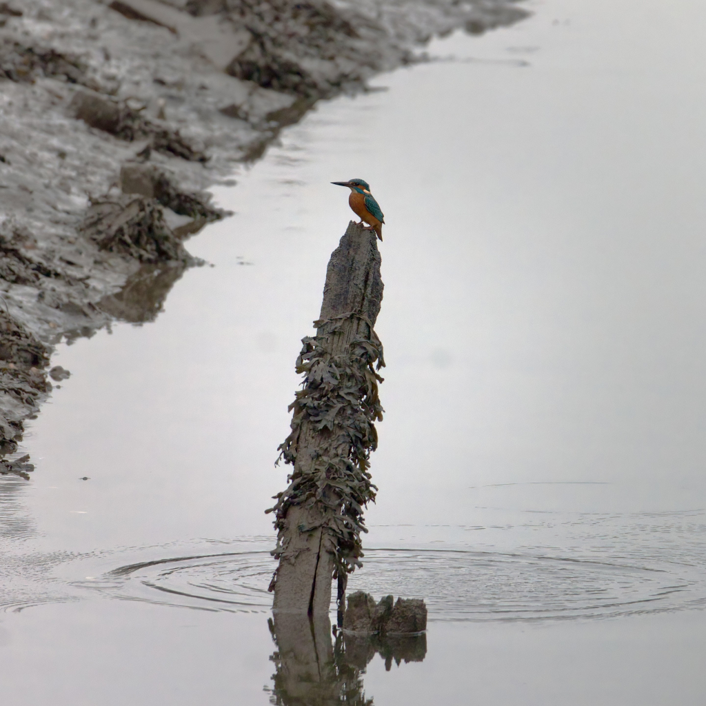 Kingfisher