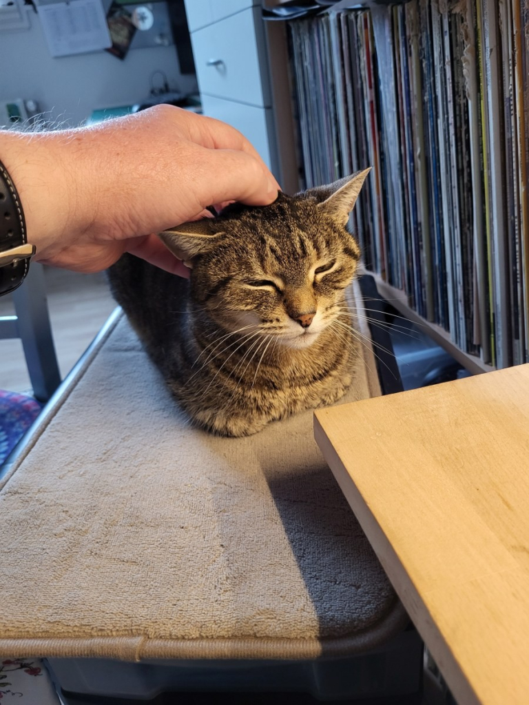 Lissy als Loaf neben dem Basteltisch lässt sich den Kopf kraulen.