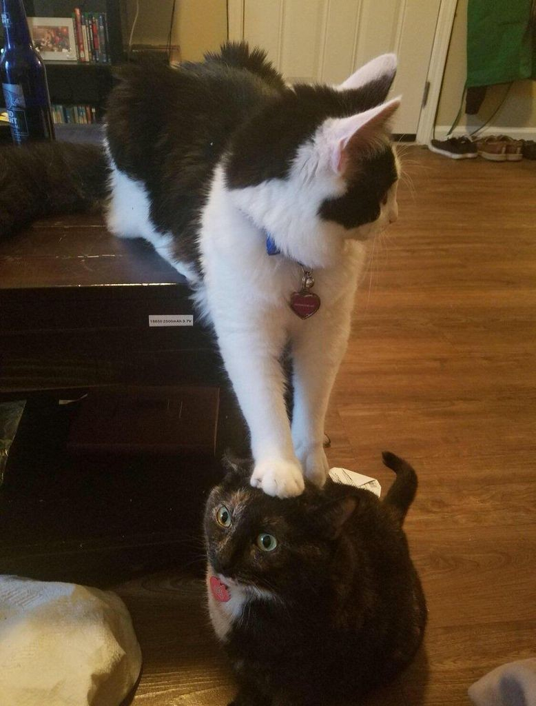 black and white cat with white socks standing on the head of a black cat with a white bib