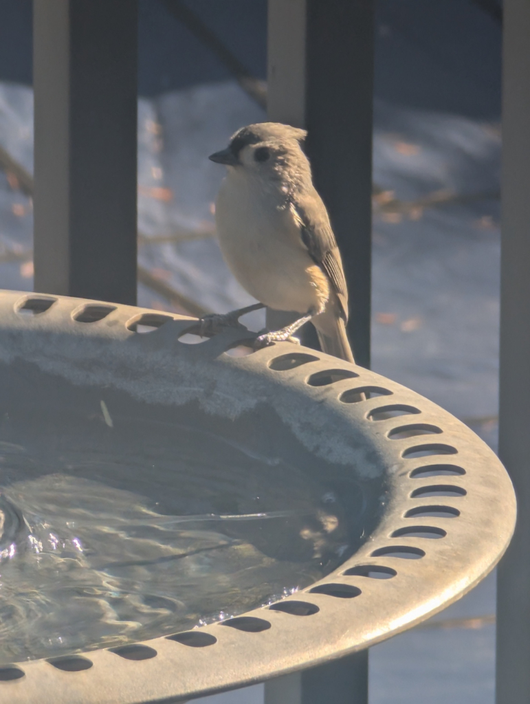 A tufted titmouse perched on the side of a bird bath.