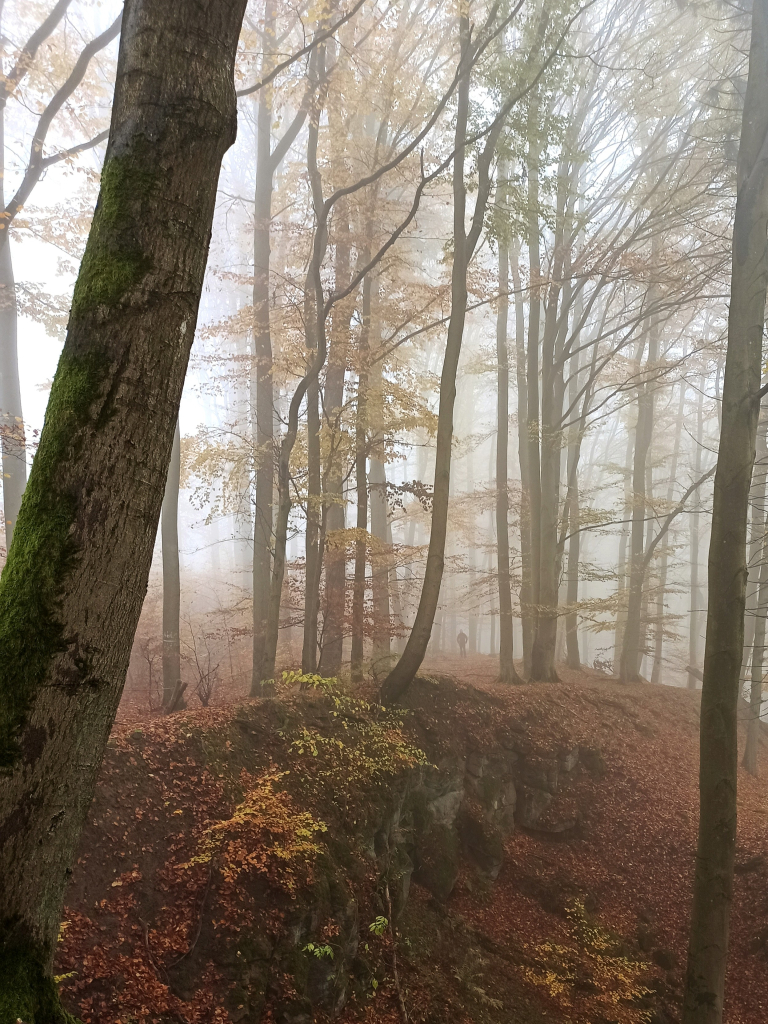 Steinbruch und Herbstwald im Nebel, man kann sehr klein eine Person zwischen den hohen Buchen ausmachen