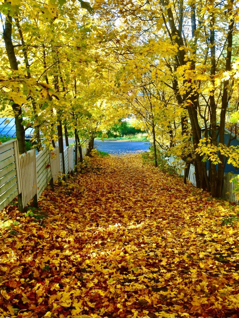 A pathway lined with trees adorned with bright yellow autumn leaves, leading towards a road partially visible in the background. The ground is covered in a thick layer of fallen leaves, creating a vibrant, golden scene.