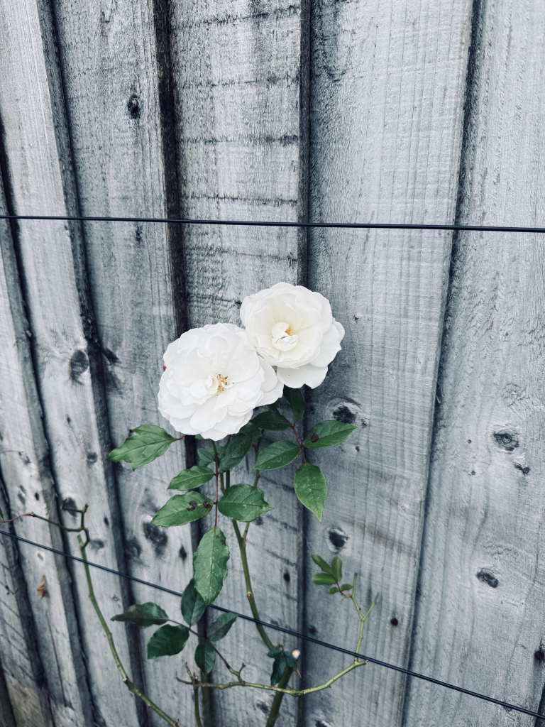 Two white rose blooms with green leaves and stem, growing against a blue grey fence (colour filter applied). The mood is somber. 