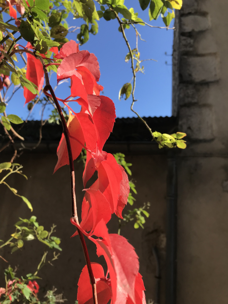 Guirlande de lierre rouge vif sur fond de murs gris et d’un carré de ciel bleu en haut à gauche. 